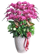 Hoa chúc mừng 2665