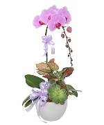 Hoa chúc mừng 5217