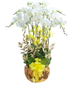 Hoa chúc sức khỏe 13397
