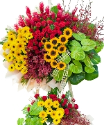 Hoa đồng tiền 11570