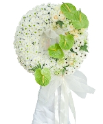 Hoa đồng tiền 12488