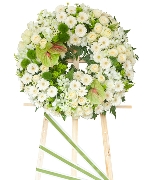 Hoa đồng tiền 12628