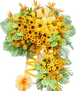 Hoa đồng tiền 13105