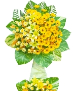 Hoa đồng tiền 13151