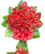 Hoa đồng tiền 13154