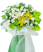 Hoa đồng tiền 13200