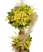 Hoa đồng tiền 4343