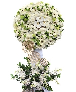 Hoa đồng tiền 5260