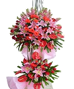 Hoa đồng tiền 7230