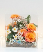 Hoa Giáng Sinh 7370