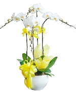 Hoa khai trương 12291