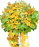 Lan hồ điệp 11571