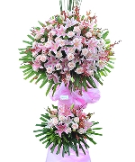 Lan hồ điệp 4940