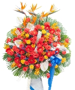 Lan hồ điệp 7174