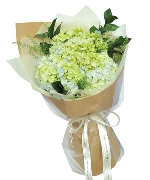 Hoa sinh viên 14957