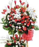 Hoa tươi màu đỏ 5303