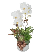 Lan hồ điệp 11635