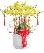 Lan hồ điệp 12705