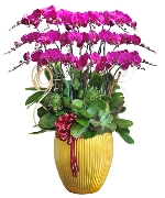 Lan hồ điệp 13063