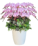 Lan hồ điệp 13239