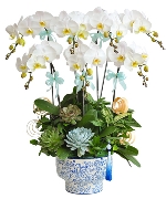 Lan hồ điệp 13398