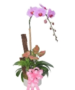 Lan hồ điệp 13635