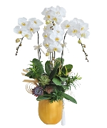 Lan hồ điệp 14562