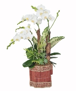 Lan hồ điệp 14563