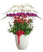 Hoa yêu thương 15016