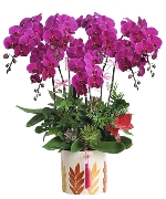 Lan hồ điệp 15170