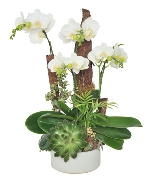 Lan hồ điệp 15171