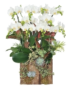 Lan hồ điệp 15179