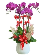 Lan hồ điệp 15252