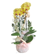 Lan hồ điệp 16545