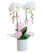 Lan hồ điệp 2349