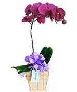 Lan hồ điệp 3698