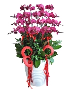 Lan hồ điệp 4035