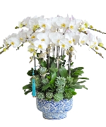 Lan hồ điệp 4351