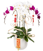 Lan hồ điệp 7775