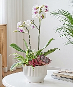 Lan hồ điệp 8964