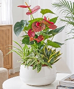 Tiểu cảnh 8971